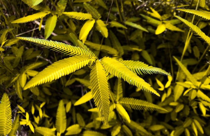 weed detox